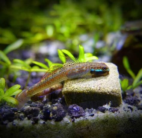 community fish|20 Smallest Freshwater Aquarium Micro Fish That STAY Small.